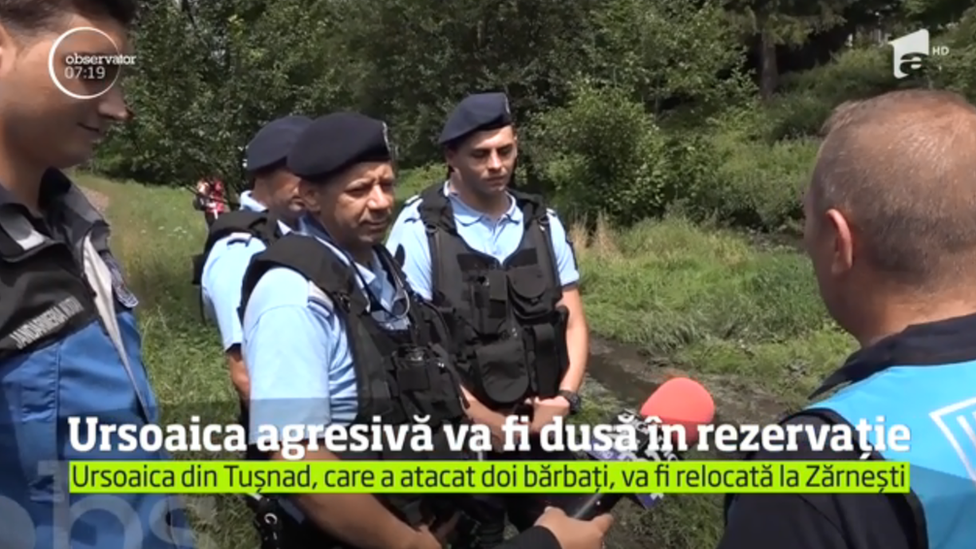 Hunters preparing to move a bear to the Zarnesti Sanctuary in Romania