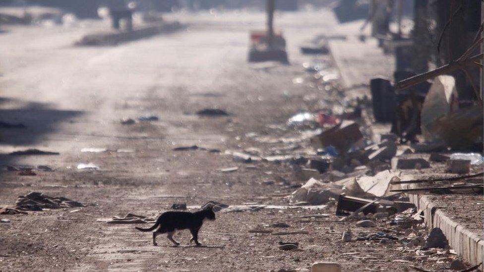 A cat is seen walking amid the debris in a government held area of Aleppo, Syria on 9 December 2016.