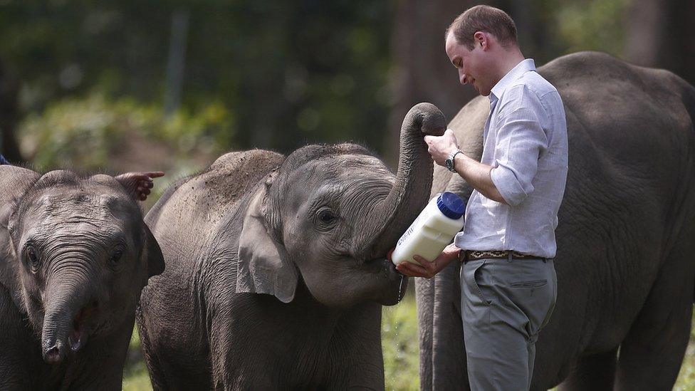 Prince William feeds baby Elephants in India