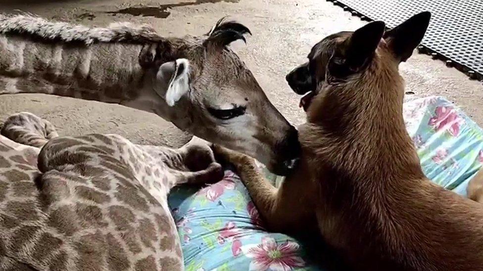 Giraffe getting close to the dog