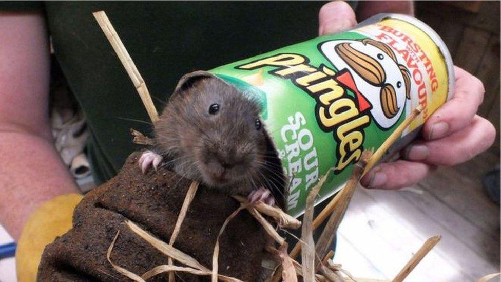 Water vole in a food snack tube