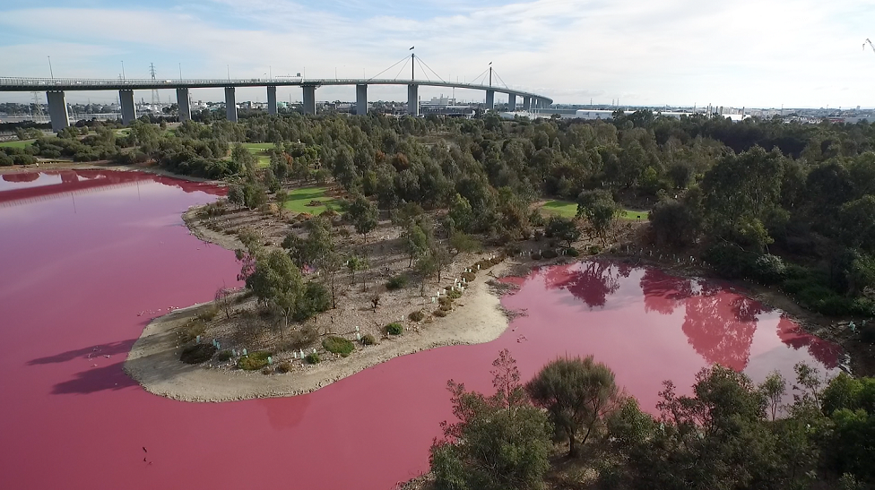 A salt lake in Melbourne which has temporarily turned pink