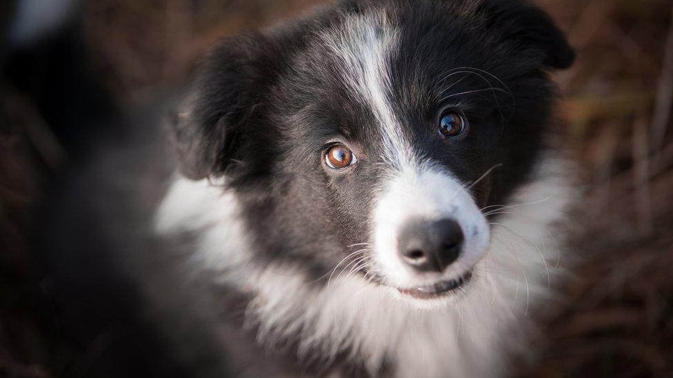 Border collie puppy with 'puppy dog eyes'