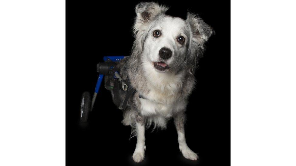 A dog with white and grey fur stares inquisitively with its mouth open, wearing a wheelchair.