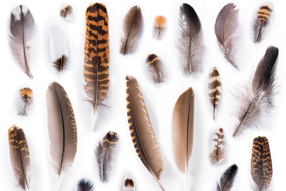 Capercaillie feathers