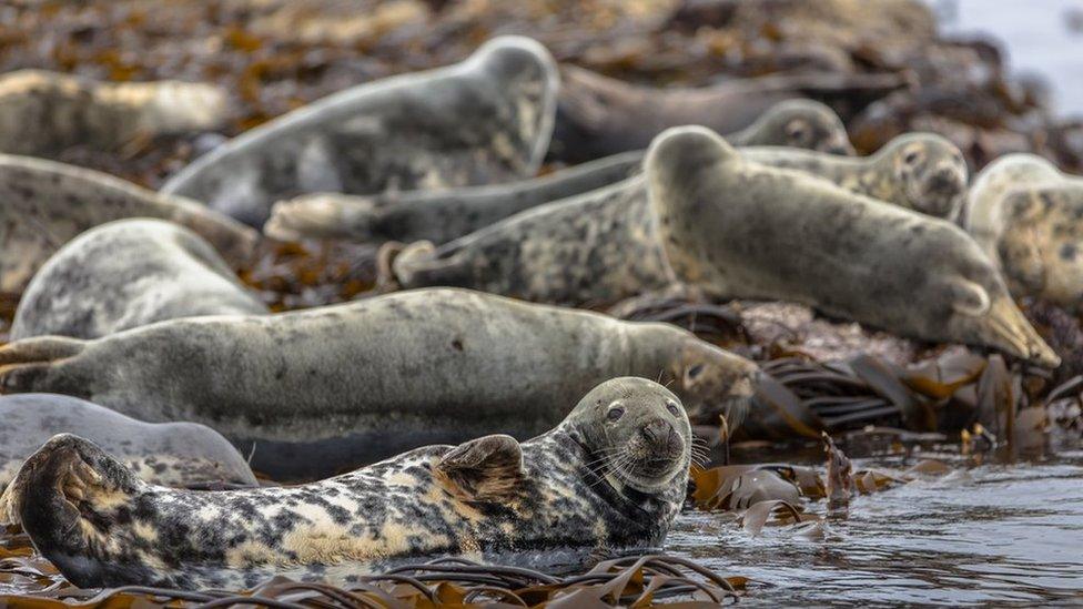 Grey seals