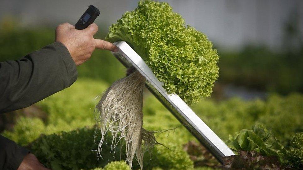 Hydroponic lettuce being inspected