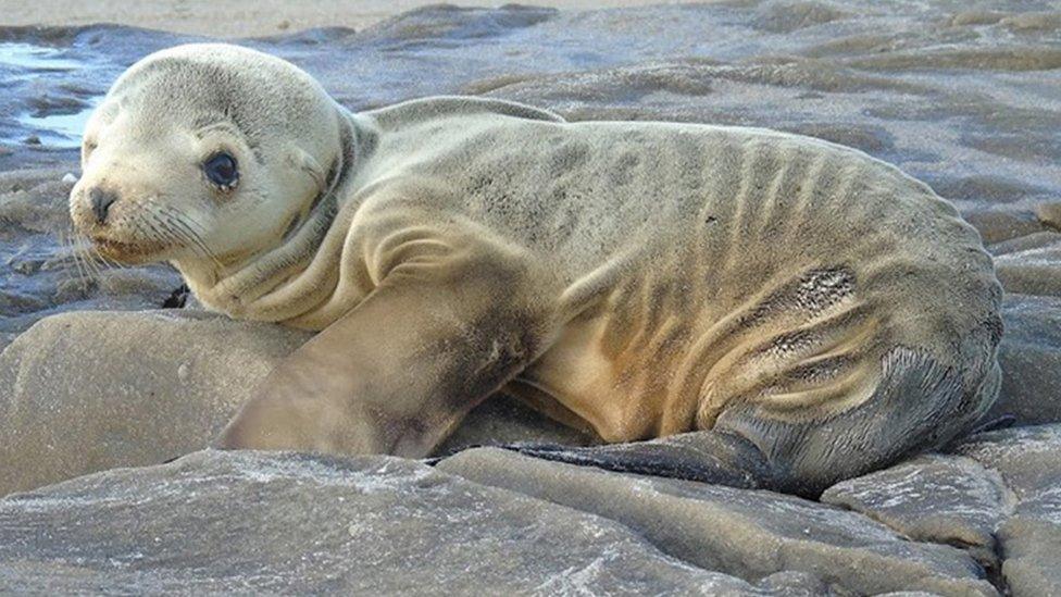 A-seal-stranded-during-the-Pacific-Ocean-blob-in-2015.