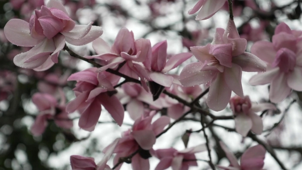 A close-up shot of pink magnolia blossoms on a branch, with a grey sky in the background