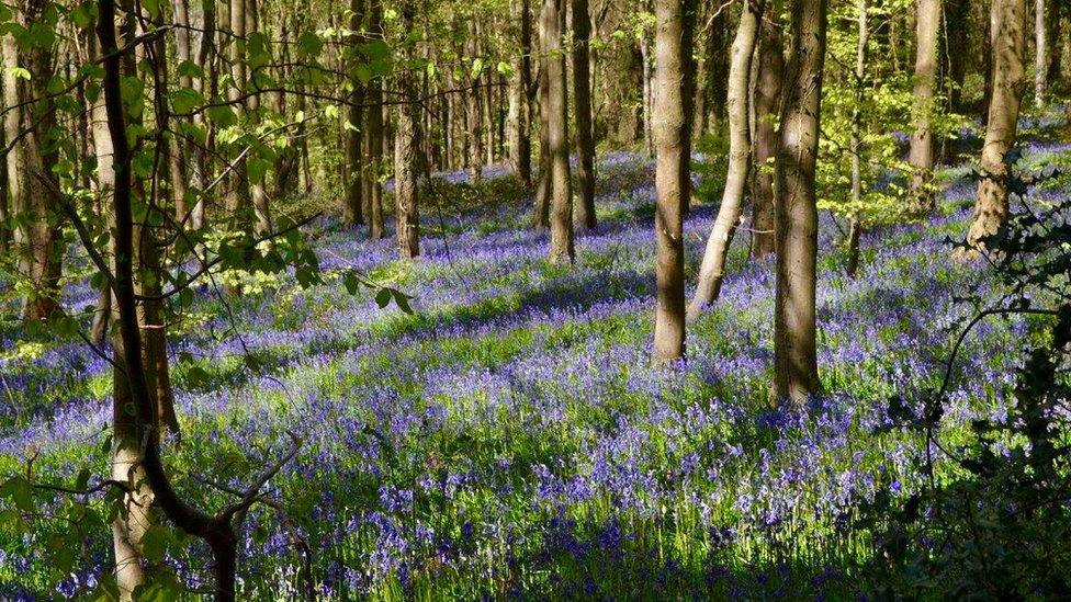 Bluebells near Crickhowell, by Tracy Rees