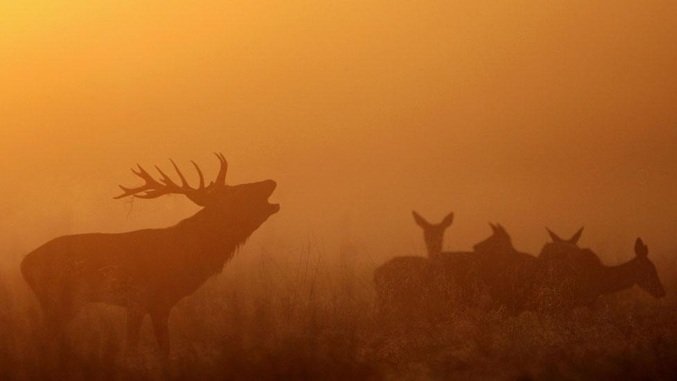 Red deer