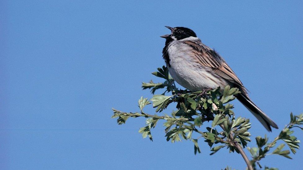 reed bunting