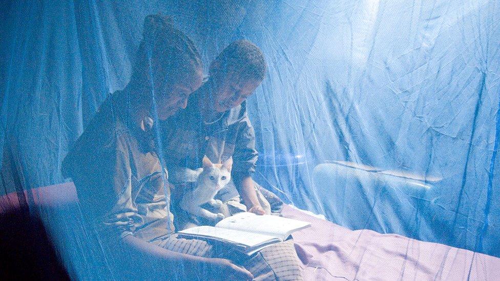 two people read together on a bed covered by a mosquito net with a cat sat between them