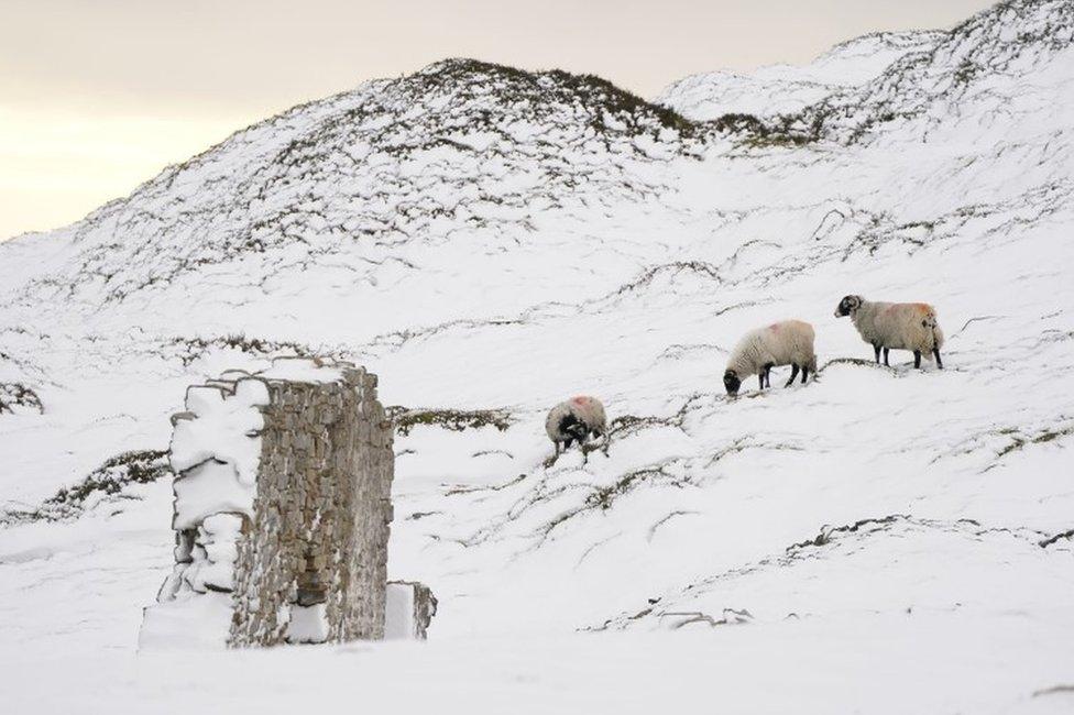 Sheep graze in a snow covered field near High Green in the Yorkshire Dales, amid freezing conditions in the aftermath of Storm Arwen.