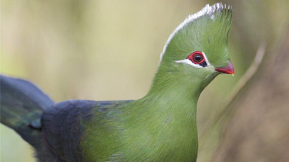 Knysna Turaco (Tauraco corythaix), Wilderness, Western Cape, South Africa