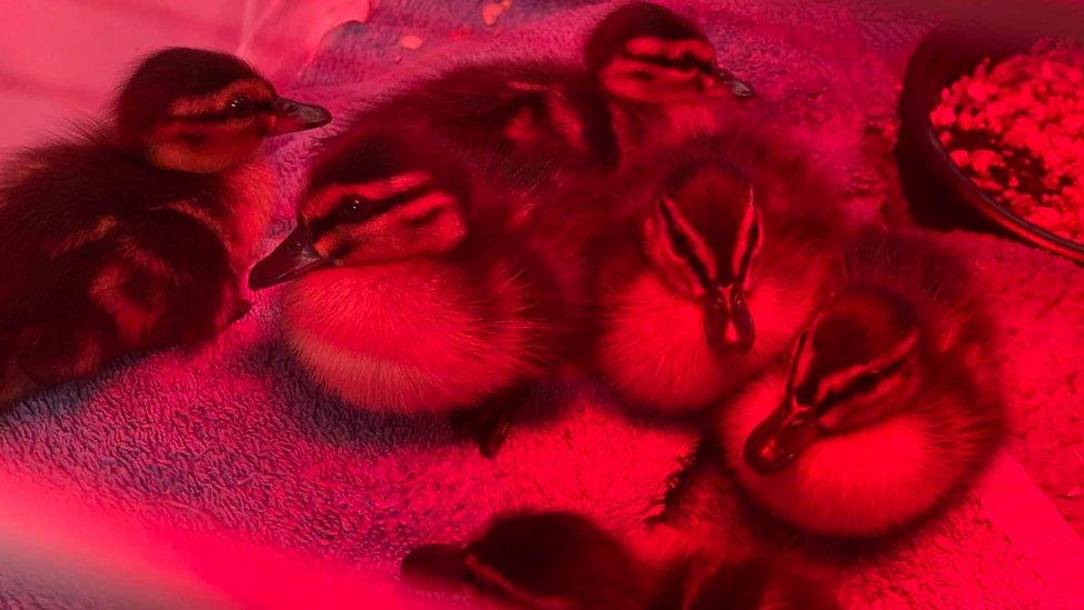 Ducklings under a heat lamp