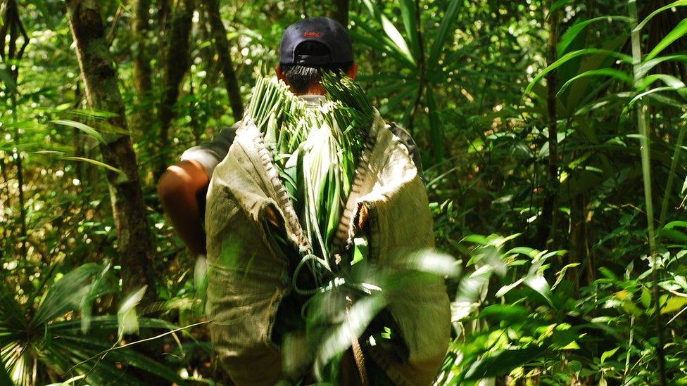 A man at work harvesting xate