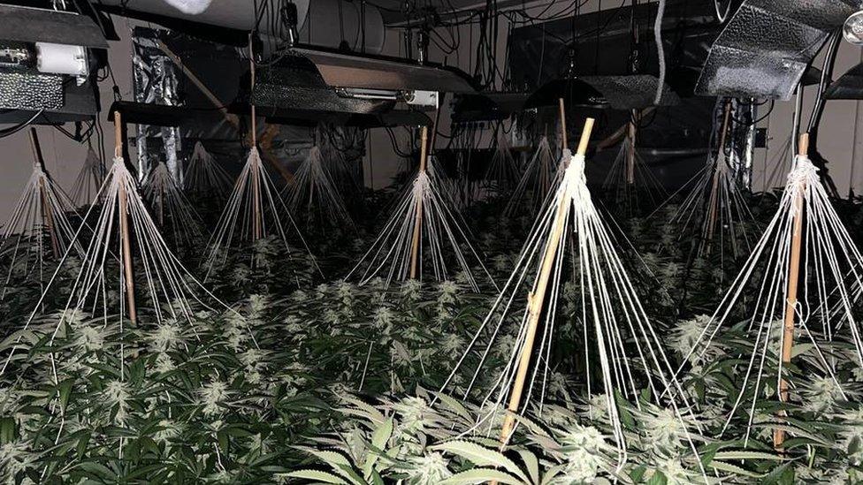 Cannabis farm inside a derelict office space