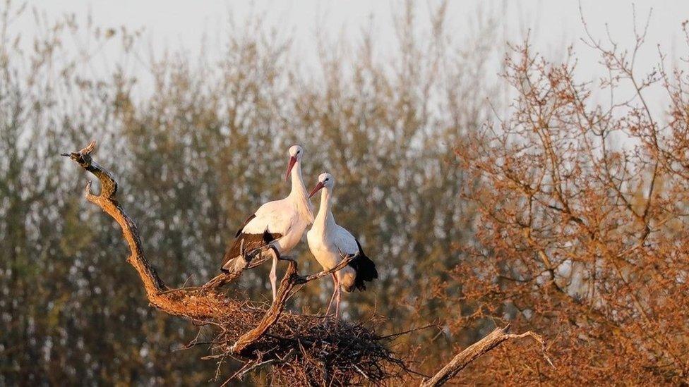 A pair of storks on nest three