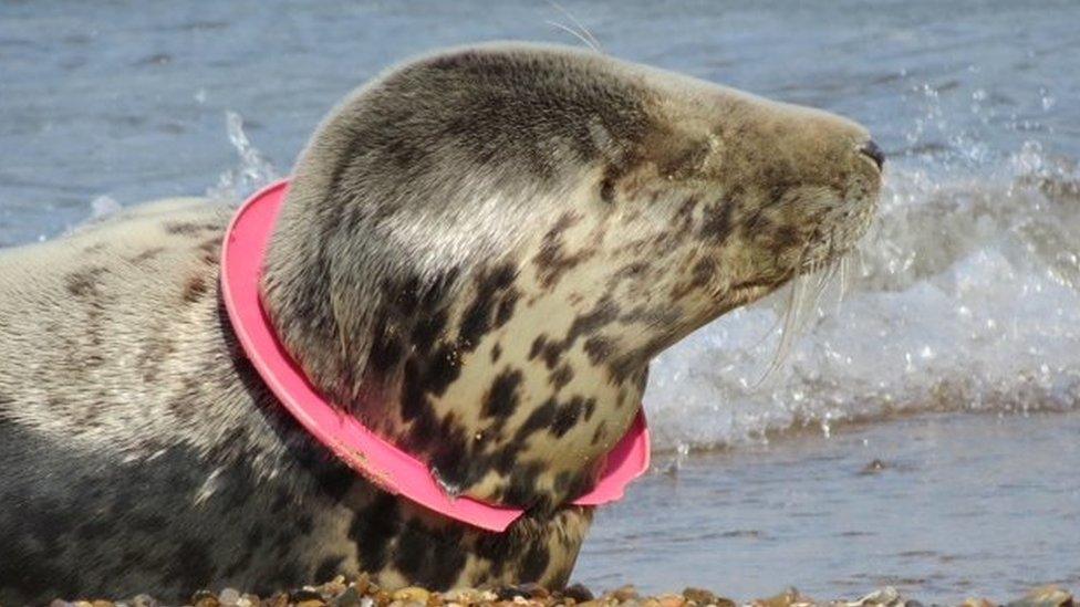 Seal with flying ring on neck