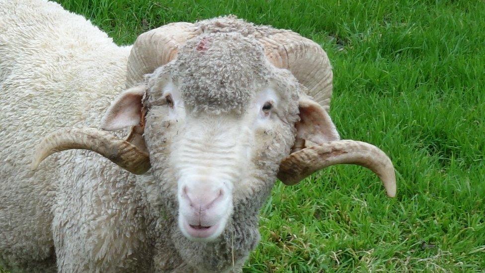 A Merino ram