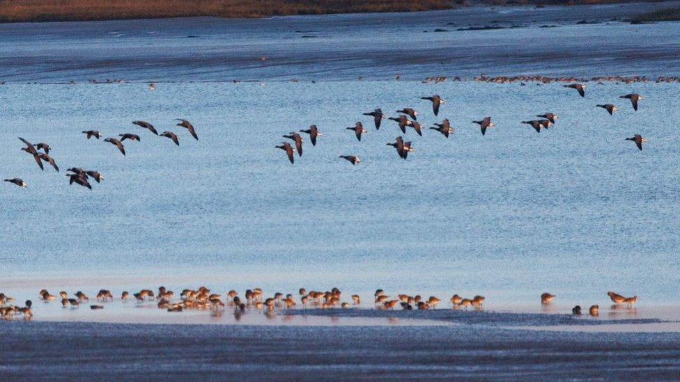 Birds on Northey Island