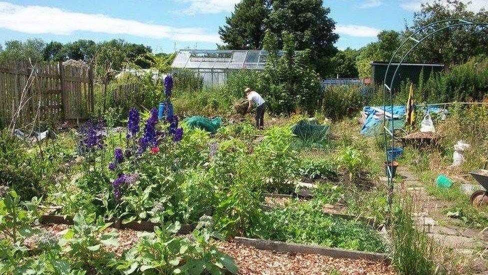 Nuns Moor allotments