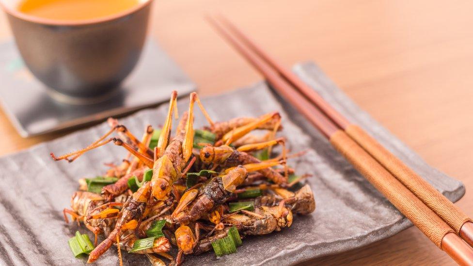 Edible insects