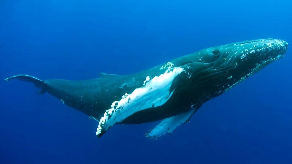 Humpback whale