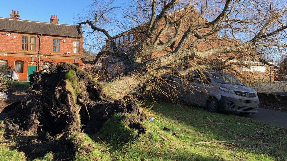 A fallen tree in Hebburn