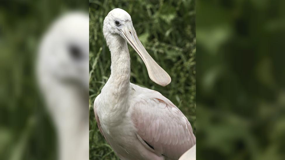 Roseate Spoonbill