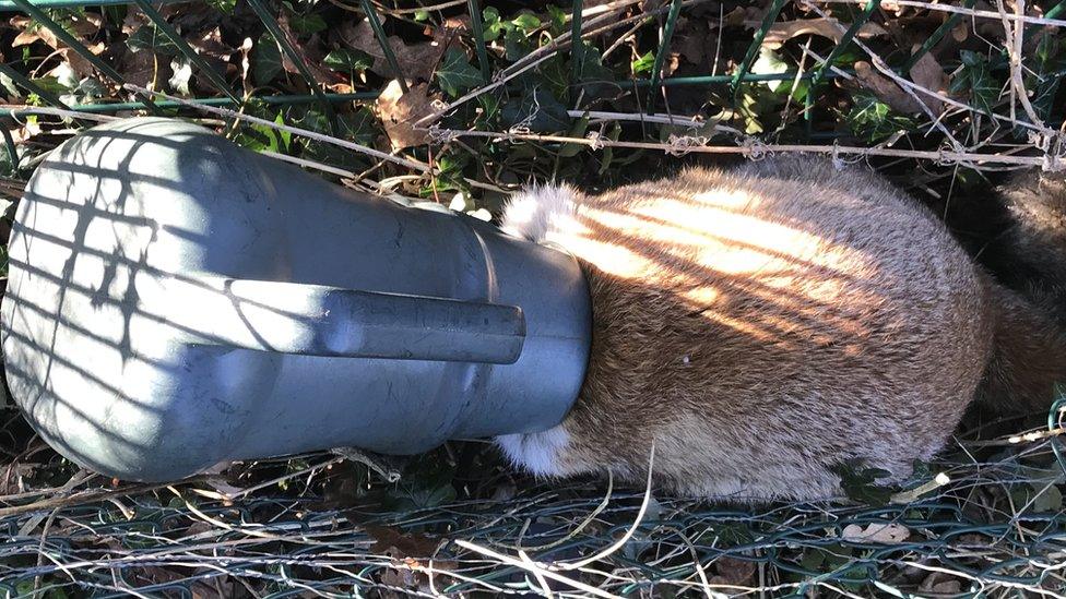 A fox with a watering can on its head.