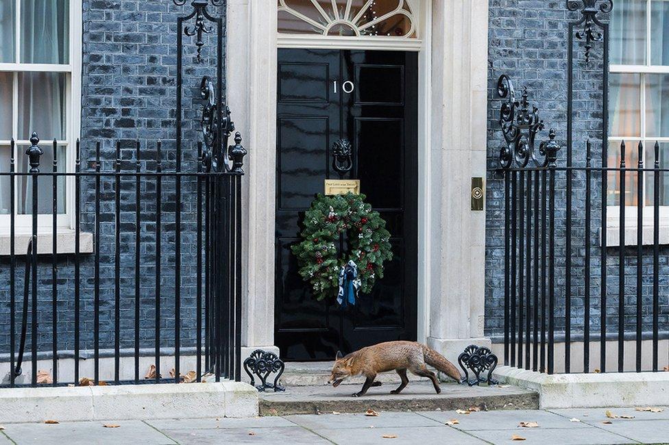 A fox walks outside 10 Downing Street during the weekly Cabinet meeting chaired by Prime Minister Rishi Sunak in London, 6 December 2022