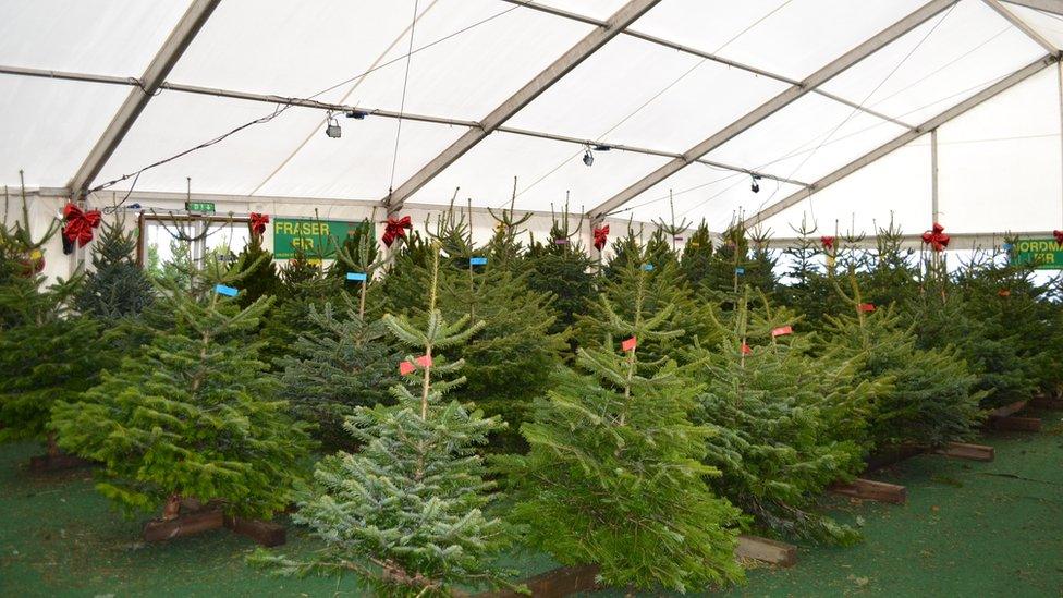 It can take 10 years to grow a tree to the right size for selling