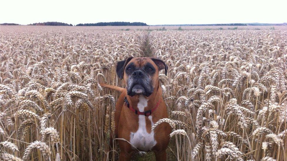 Beca the dog in a corn field in Llangadwaladr, Anglesey