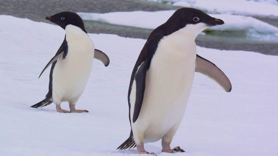 Pengwiniaid yn Antartica