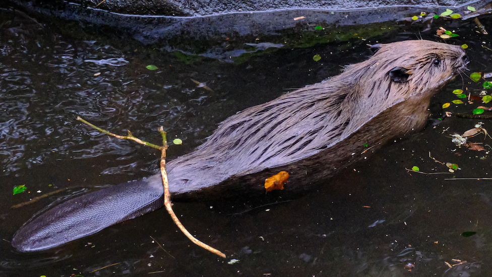 A baby beaver swimming