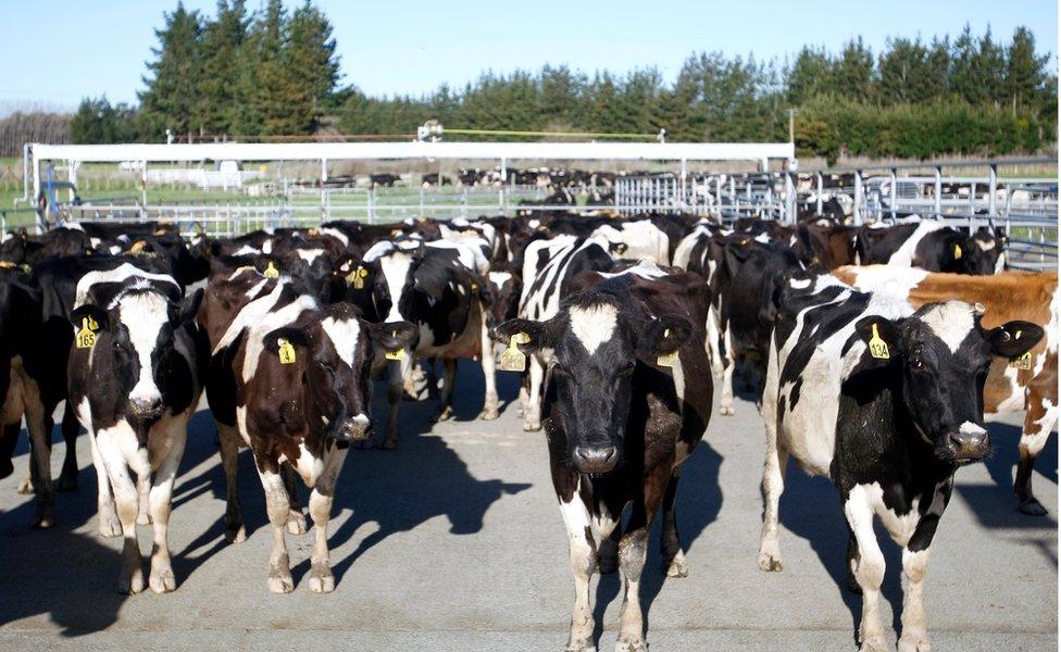 Cows stand in a pen before they are milked on a dairy farm near Carterton, New Zealand. 28 August 2015.
