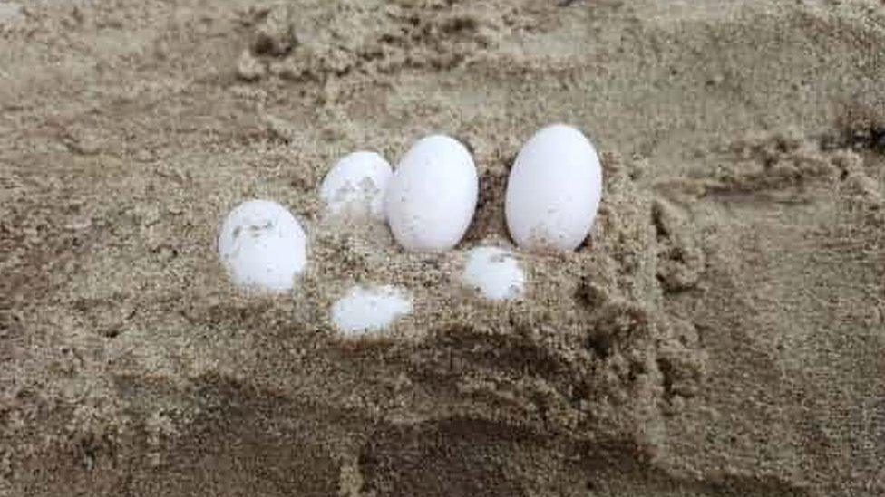 Reptile eggs which were found