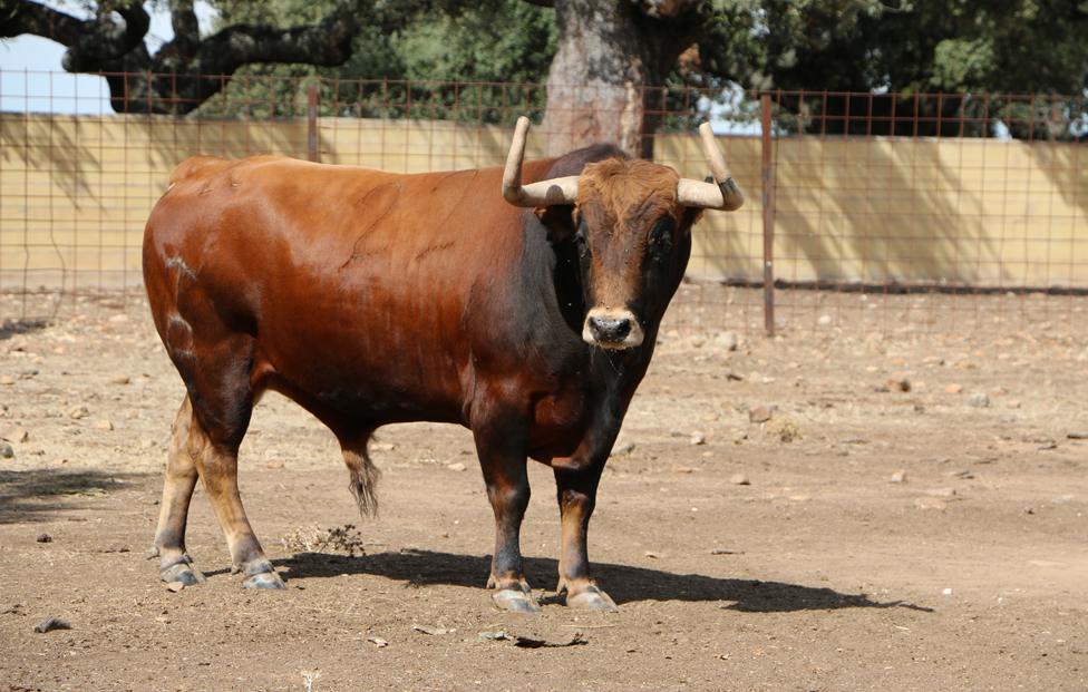 A bull at Alberto Revesado's stud farm