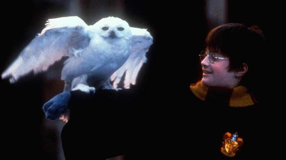 Hedwig and Harry Potter