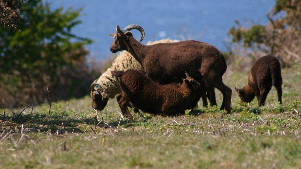 Manx Loaghtan