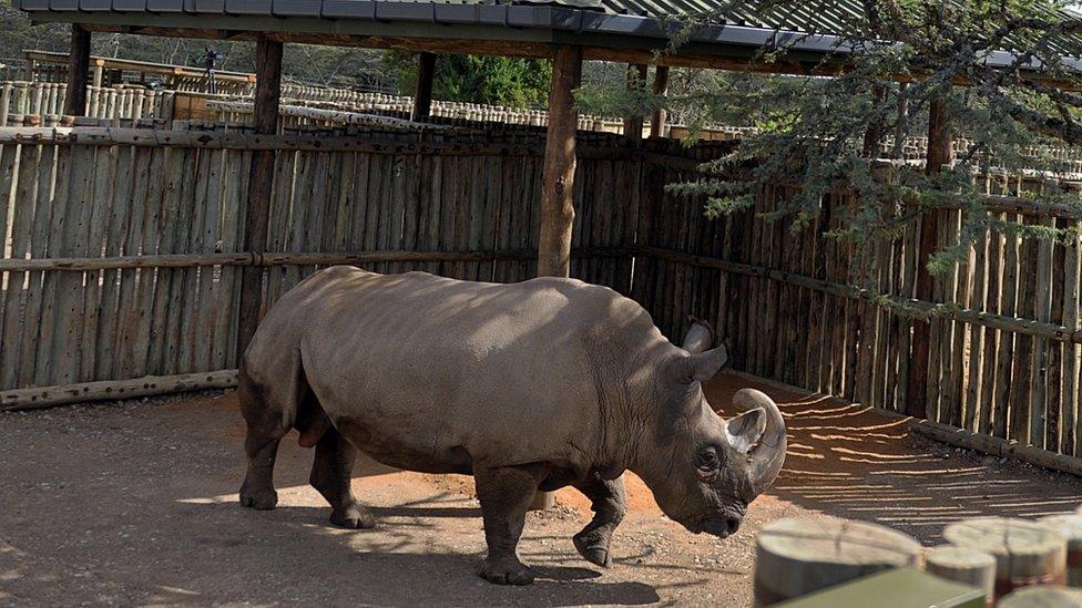 A male northern white rhino