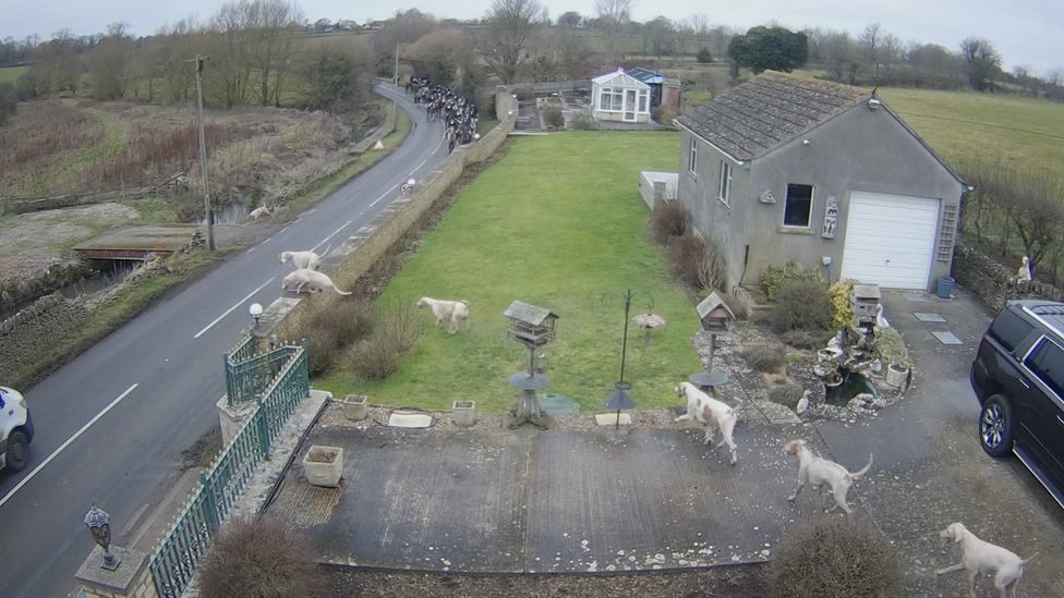 Hounds running through a private garden