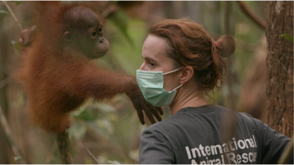 A woman with a baby orangutan