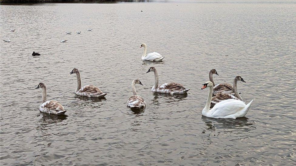 Swans on a lake