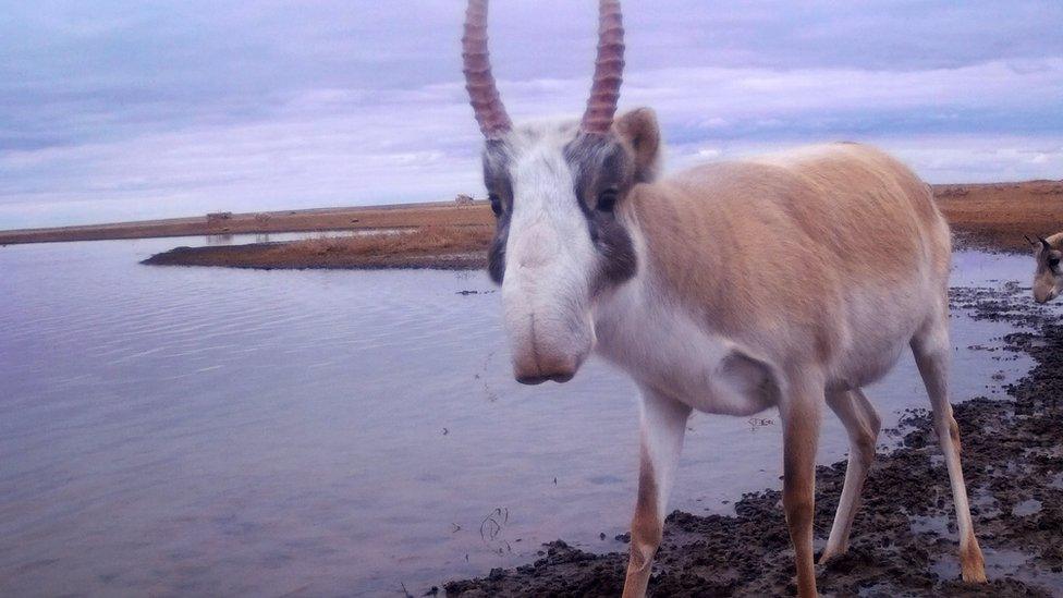 saiga-antelope.