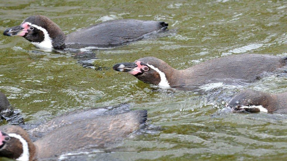 penguins at Marwell