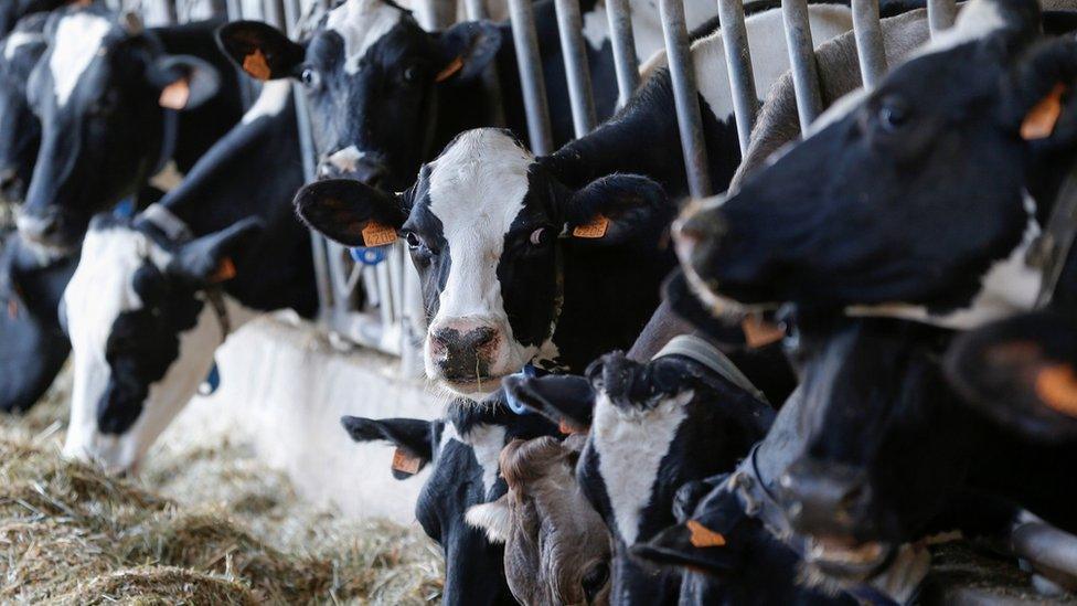 Dairy cows grazing on silage in a shed