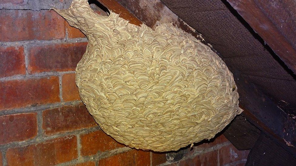 A huge wasp nest in Nigel Trafford's attic